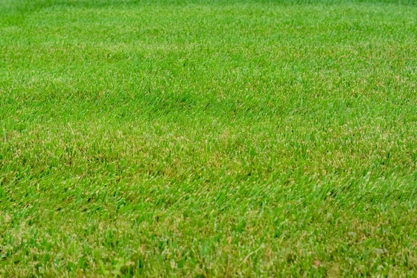 Schönes Grünes Gras Garten Als Hintergrund — Stockfoto