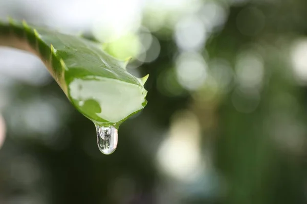 Feuille Aloe Vera Avec Jus Goutte Goutte Sur Fond Flou — Photo