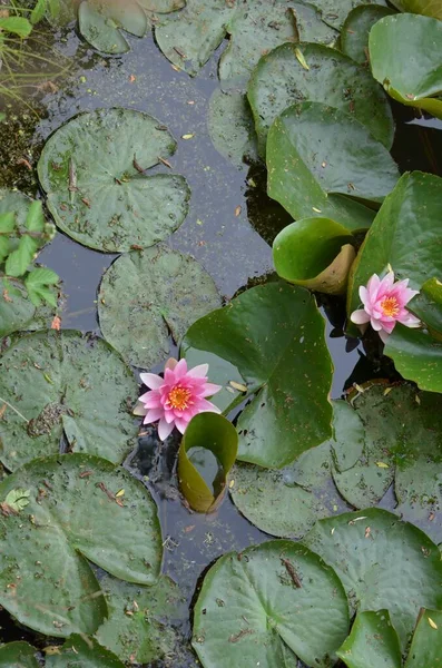 美丽的水百合花叶在池塘里 俯瞰上方 — 图库照片