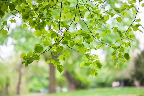 Strom Krásnými Zelenými Listy Venku Detailní Pohled — Stock fotografie