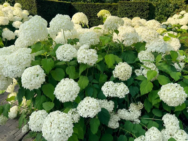 Blooming Hortensia Shrub Beautiful White Flowers Outdoors — Stock fotografie