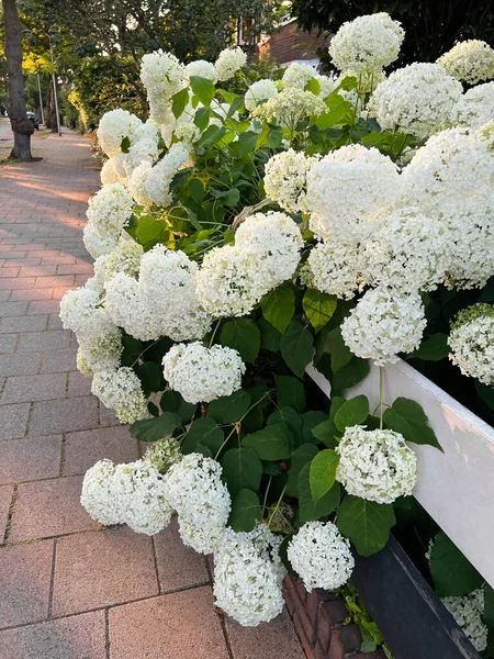 Hortensia Plant Beautiful Flowers Growing Outdoors — 图库照片