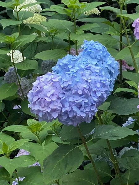 Beautiful Blooming Hydrangea Bush Green Leaves Closeup — Fotografia de Stock