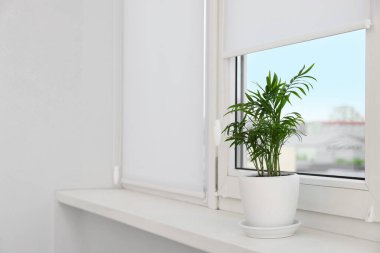 Houseplant on white sill near window with roller blinds