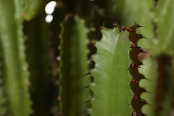 Närbild Vacker Kaktus Tropiska Växter — Stockfoto