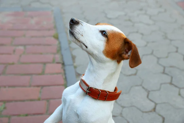 街の通りに茶色の革の犬の襟で美しいジャック ラッセル テリア — ストック写真