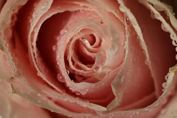Closeup Άποψη Του Όμορφη Ανθίζοντας Ροζ Τριαντάφυλλο Δροσιά Σταγόνες Φόντο — Φωτογραφία Αρχείου