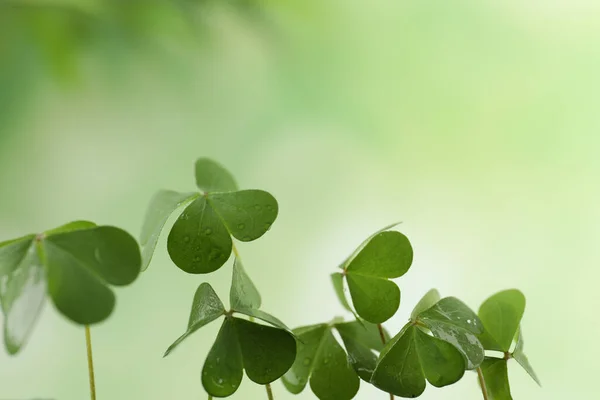 Clover Listí Kapkami Vody Rozmazaném Pozadí Detailní Záběr Symbol Svatého — Stock fotografie