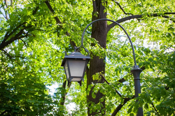 Beautiful street light lamp in park, low angle view