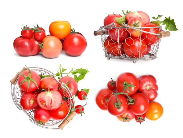 Conjunto Com Diferentes Tomates Maduros Sobre Fundo Branco — Fotografia de Stock