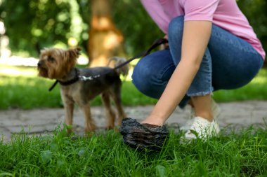 Parktaki yeşil çimlerden köpeğinin kakasını toplayan kadın, yakın plan. Metin için boşluk