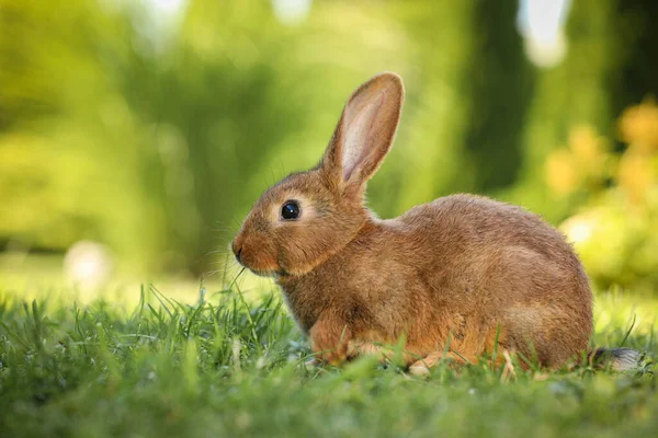 Schattige Fluffy Konijn Groene Gras Buitenshuis — Stockfoto