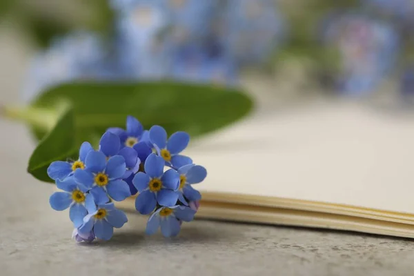 Lindas Flores Esqueça Não Papel Mesa Cinza Close Espaço Para — Fotografia de Stock