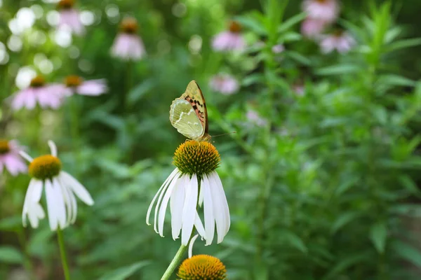 Schöner Schmetterling Auf Weißer Echinacea Blume Freien — Stockfoto