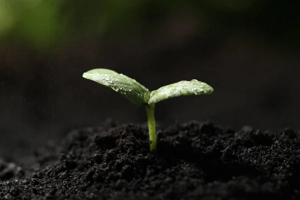 Young seedling in fertile soil under rain