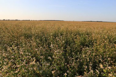 Mavi gökyüzünün altındaki güzel karabuğday tarlası manzarası