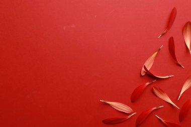 Kırmızı arka planda güzel, taze Gerbera yaprakları, düz. Metin için boşluk