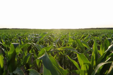 Beautiful agricultural field with green corn plants on sunny day