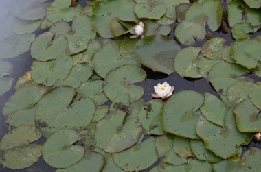 Güzel nilüfer çiçekleri ve yaprakları gölette, manzaranın üstünde.