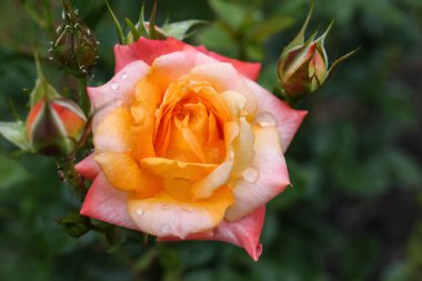 Beautiful rose flower with dew drops in garden, closeup