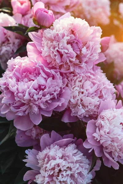 Gyönyörű Rózsaszín Bazsarózsa Virágok Szabadban Közelkép — Stock Fotó