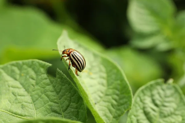 科罗拉多马铃薯甲虫在室外的绿色植物上 案文的篇幅 — 图库照片