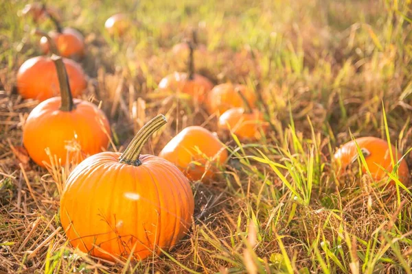 Many Ripe Orange Pumpkins Field Outdoors — Stock Photo, Image