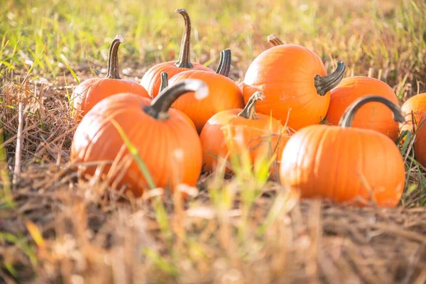 Many Ripe Orange Pumpkins Field Outdoors — Stock Photo, Image