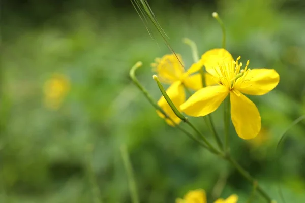 Celandine Med Gula Blommor Xer Utomhus Rmning Plats För Text — Stockfoto