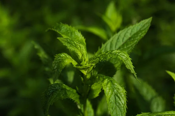 Beautiful Mint Lush Green Leaves Growing Outdoors Closeup — Stockfoto