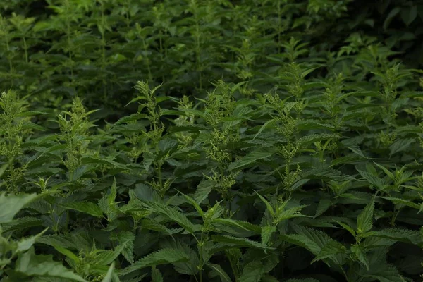 Hermosas Plantas Ortiga Verde Que Crecen Aire Libre —  Fotos de Stock