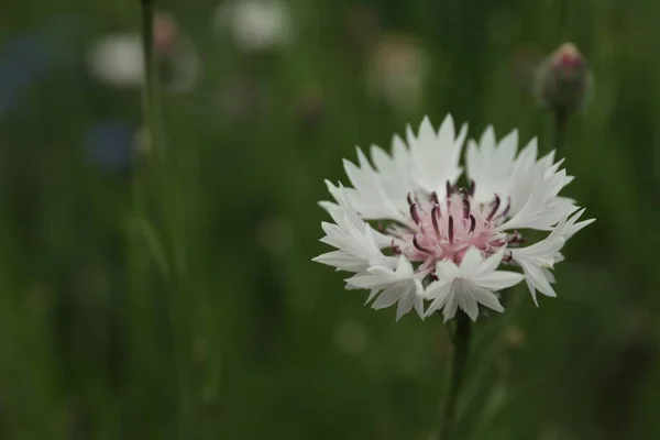 Schöne Rosa Kornblume Freien Einem Sommertag Nahaufnahme — Stockfoto