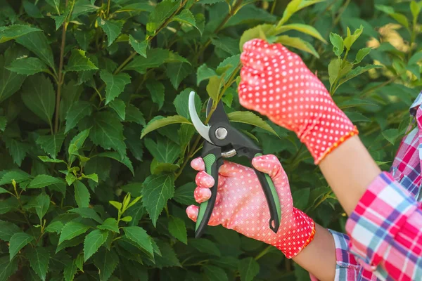 Mulher Luvas Jardinagem Poda Arbusto Com Tesouras Livre Close — Fotografia de Stock