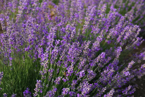 Beautiful Blooming Lavender Plants Growing Field — Stock fotografie