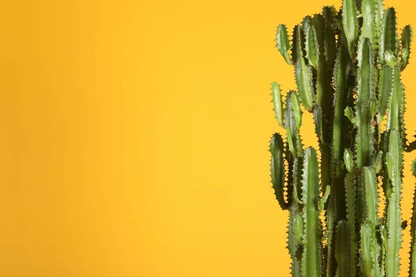 Beautiful Cactus Yellow Background Space Text Tropical Plant — Stock Photo, Image