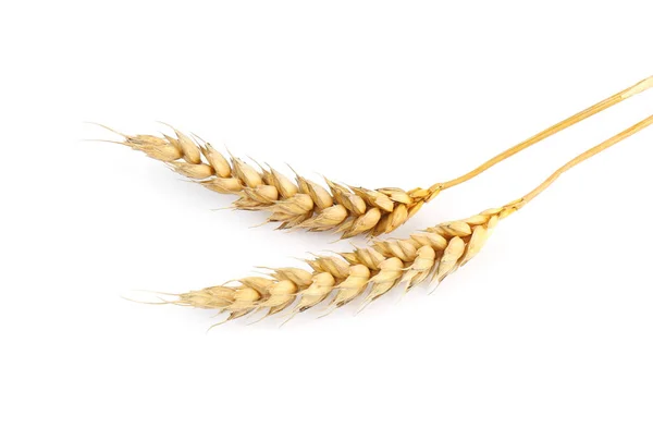 Dried Ears Wheat White Background — Stock Fotó
