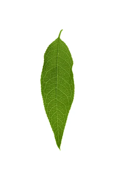 Зелений Персиковий Лист Ізольований Білому — стокове фото