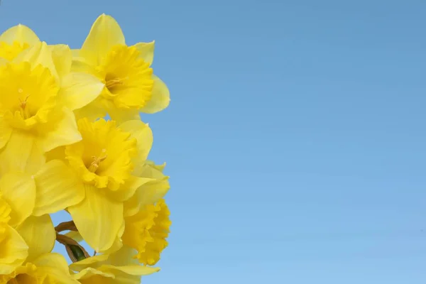 Hermosos Narcisos Sobre Fondo Azul Espacio Para Texto Flores Frescas —  Fotos de Stock