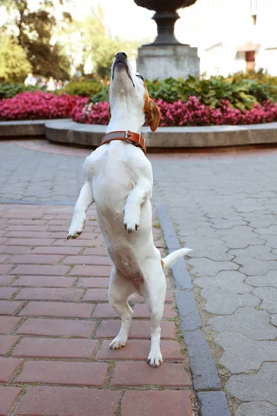 Linda Jack Russell Terrier Couro Marrom Colar Cão Rua Cidade — Fotografia de Stock