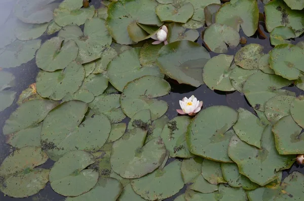 美丽的水百合花叶在池塘里 俯瞰上方 — 图库照片