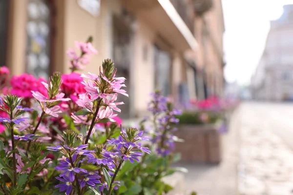 Beautiful Colorful Flowers City Street Closeup Space Text — Foto Stock
