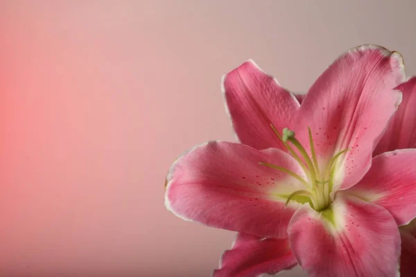 Bunga Bunga Bunga Bunga Bakung Merah Muda Yang Indah Latar — Stok Foto