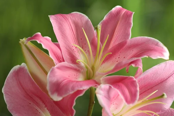 Schöne Rosa Lilienblüten Auf Verschwommenem Grünem Hintergrund Nahaufnahme — Stockfoto