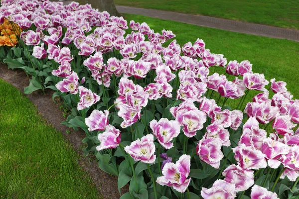 Many Beautiful Tulip Flowers Park Spring Season — ストック写真
