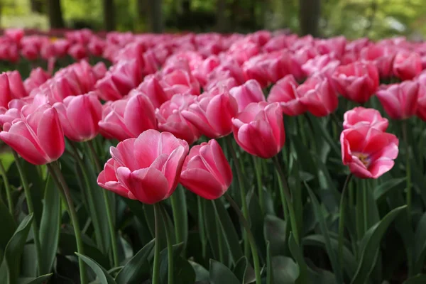 Muitas Belas Flores Tulipa Crescendo Livre Close Temporada Primavera — Fotografia de Stock