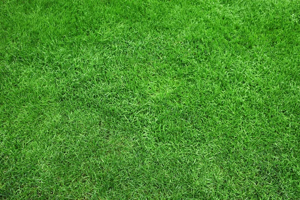 Beautiful Freshly Cut Green Lawn Background — Stock Photo, Image