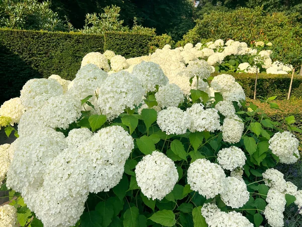 Blooming Hortensia Shrub Beautiful White Flowers Outdoors — 图库照片