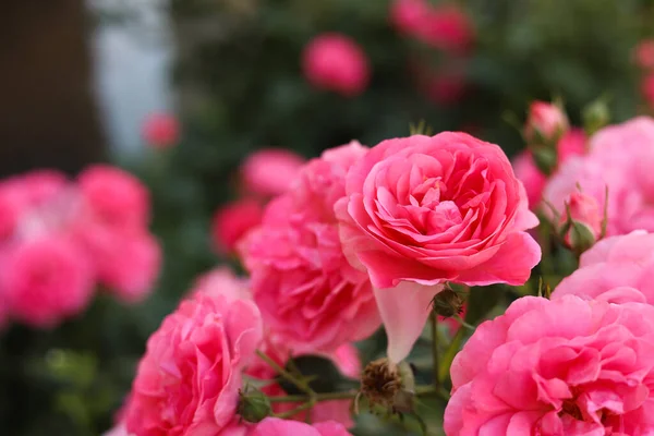 Closeup View Beautiful Blooming Rose Bush Outdoors Summer Day — 스톡 사진