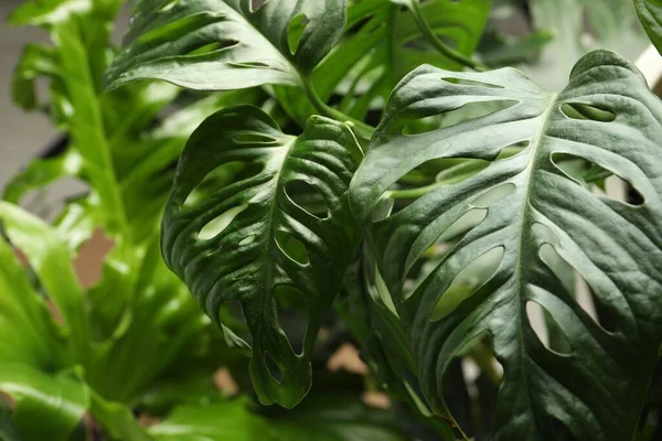 Monstera Con Hojas Exuberantes Primer Plano Planta Tropical —  Fotos de Stock