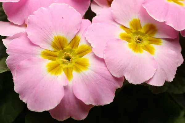 Bela Planta Primula Prímula Com Flores Rosa Vista Superior Flor — Fotografia de Stock